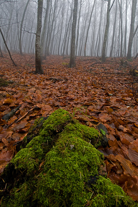 foliage, autunno, faggi val d'aveto